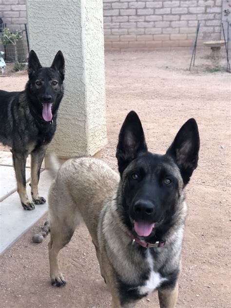 There are a few males and females available. . Belgian malinois for sale az